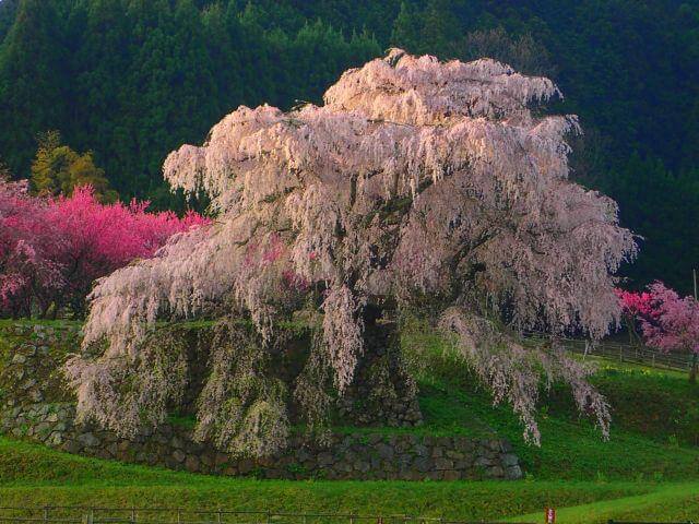 Nara – Ancient Temples and Gentle Deer