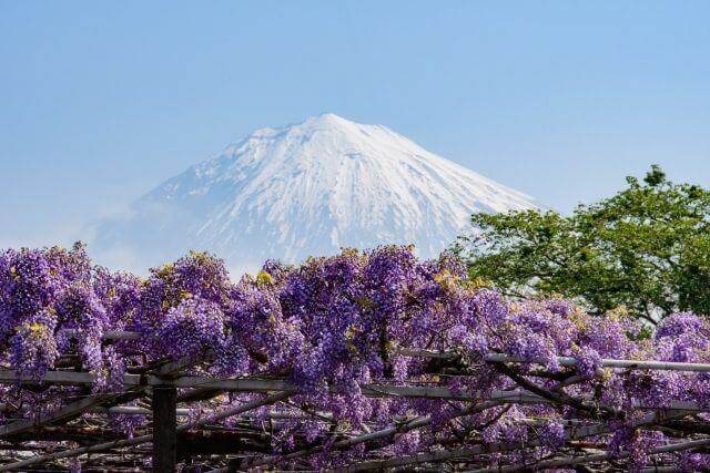 Mt Fuji & Hakone – Iconic Peaks and Hot Spring Escapes
